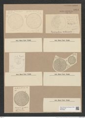Coscinodiscus sp. (de-Toni-Nr.: Genus 202, Species 5115) Zeichnungen Sammlung Grunow Nr. 8944 (NHMW-BOT-W0378628)